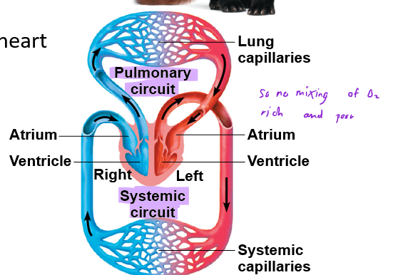 <p>4 chambered heart, blood always runs to the pulmonary circuit, came as a result of convergent evolution for high metabolism in endotherms, different from amphibians because there is not mixing of O2 rich and poor blood in the heart</p>