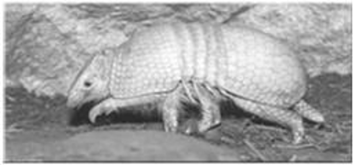 <p>Bacterium causing leprosy, grows in armadillos.</p>