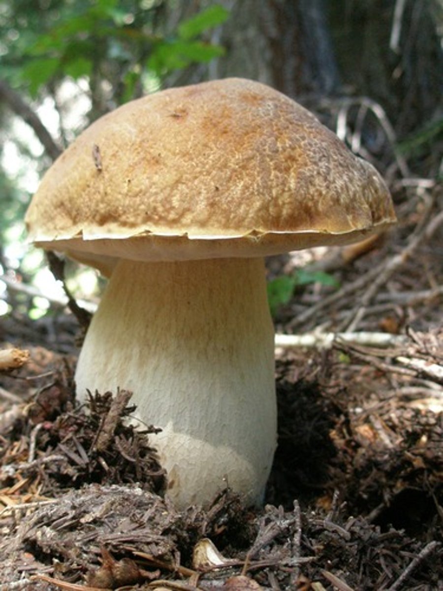 <p>Boletus edulis</p>