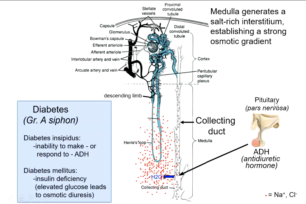 <p>diabetes mellitus </p><ul><li><p>glucose is also osmotic (cancels out the salt gradient leading to passing of diluted urine)</p></li></ul><p></p>