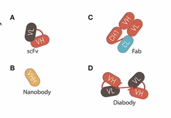 <ul><li><p>Smaller antibody structures such as Fab fragments, scFv, or nanobodies are utilized when:</p><ul><li><p>Rapid tissue penetration is necessary (e.g., Ranibizumab for macular degeneration)</p></li><li><p>Minimal immune engagement is required to avoid immune activation</p></li><li><p>Specific targeting in narrow spaces or crossing the blood-brain barrier (e.g., nanobody-based therapie</p></li><li><p>Carrying a cytotoxic drug into a solid tumor</p></li></ul></li></ul><p></p>