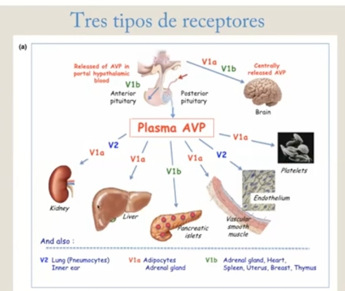 <p>A nivel del riñon: Retencion de agua y reducción de diuresis</p><p>A nivel de los vasos sanguineos: <strong>vasoconstriccion</strong></p><p><u>Estimulo</u>: <span data-name="arrow_up" data-type="emoji">⬆</span>OSM plasmatica y <span data-name="arrow_down" data-type="emoji">⬇</span>volumen plasmatico (privación de H2O)</p><p>Actua x los receptores de vasopresina I (a y b) y II , estos estan distribuidos a nivel de gran cantidad de tejidos: m liso vascular, riñon</p><p><u>Mecanismo de acción</u>: a nivel del riñon produce la reabsorcion de agua haciendo que se incerten canales de agua en la membrana</p><p>ADH se une al receptor <span data-name="arrow_right" data-type="emoji">➡</span> <span data-name="arrow_up" data-type="emoji">⬆</span>AMPc produciendo la fosforilacion a nivel del nucleo para el aumento de la sintesis proteica de los canales de acuoporinas 2, canales de agua que se incertan en la membrana aumentan la permeabilidad del agua y la reabsorcion de agua a nivel renal.</p><p><u>Regulación de la liberacion de la ADH</u></p><p>Aumento de la OSM plasmatica sensado x el hipotalamo. Estimula ADH, (hipofisis posterior) reabsorber agua y establecer osm a la normalidad.</p><p>Se estimula la sed, para restablecer la osm.</p><ul><li><p><strong>Retroalimentacion negativa</strong>: control <strong>osmotico</strong> (osm de los liquidos corporales) y <strong>hemodinamico</strong> (volumen y PA)</p></li><li><p><span data-name="arrow_up" data-type="emoji">⬆</span>Osm = + ADH</p></li><li><p><span data-name="arrow_down" data-type="emoji">⬇</span>Vol y <span data-name="arrow_down" data-type="emoji">⬇</span>Presion art = +ADH</p></li></ul><p>Hipertonicidad = <span data-name="arrow_up" data-type="emoji">⬆</span>OSM y <span data-name="arrow_down" data-type="emoji">⬇</span>Vol</p><p>Hipotonicidad = <span data-name="arrow_down" data-type="emoji">⬇</span>OSM y <span data-name="arrow_up" data-type="emoji">⬆</span>Vol</p><p><u>Control anticipador</u>: neuronas del <strong>organo subfornical (OSF) monitorean tonicidad de la sangre </strong>y cambios en la cavidad oral. Se activan x restricción de H2O. Su actividad se recupera luego del acceso al agua, antes de que cambie Posm.</p>