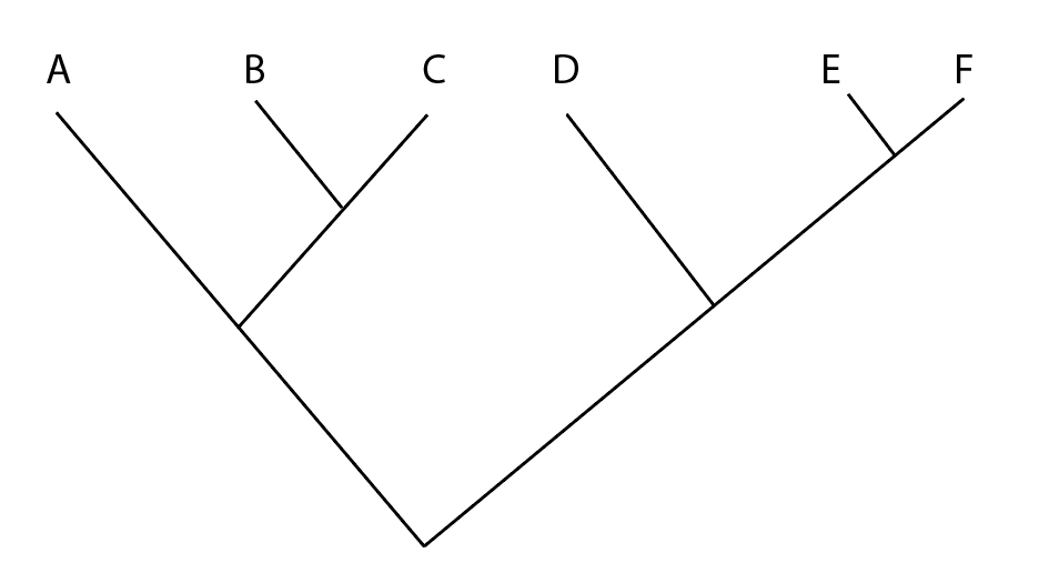 <p><span>In the phylogeny below, the species B, D and F form the "</span><em>Alabamian group</em><span>". Based on their relationship, the Alabamian group would be considered:</span></p>