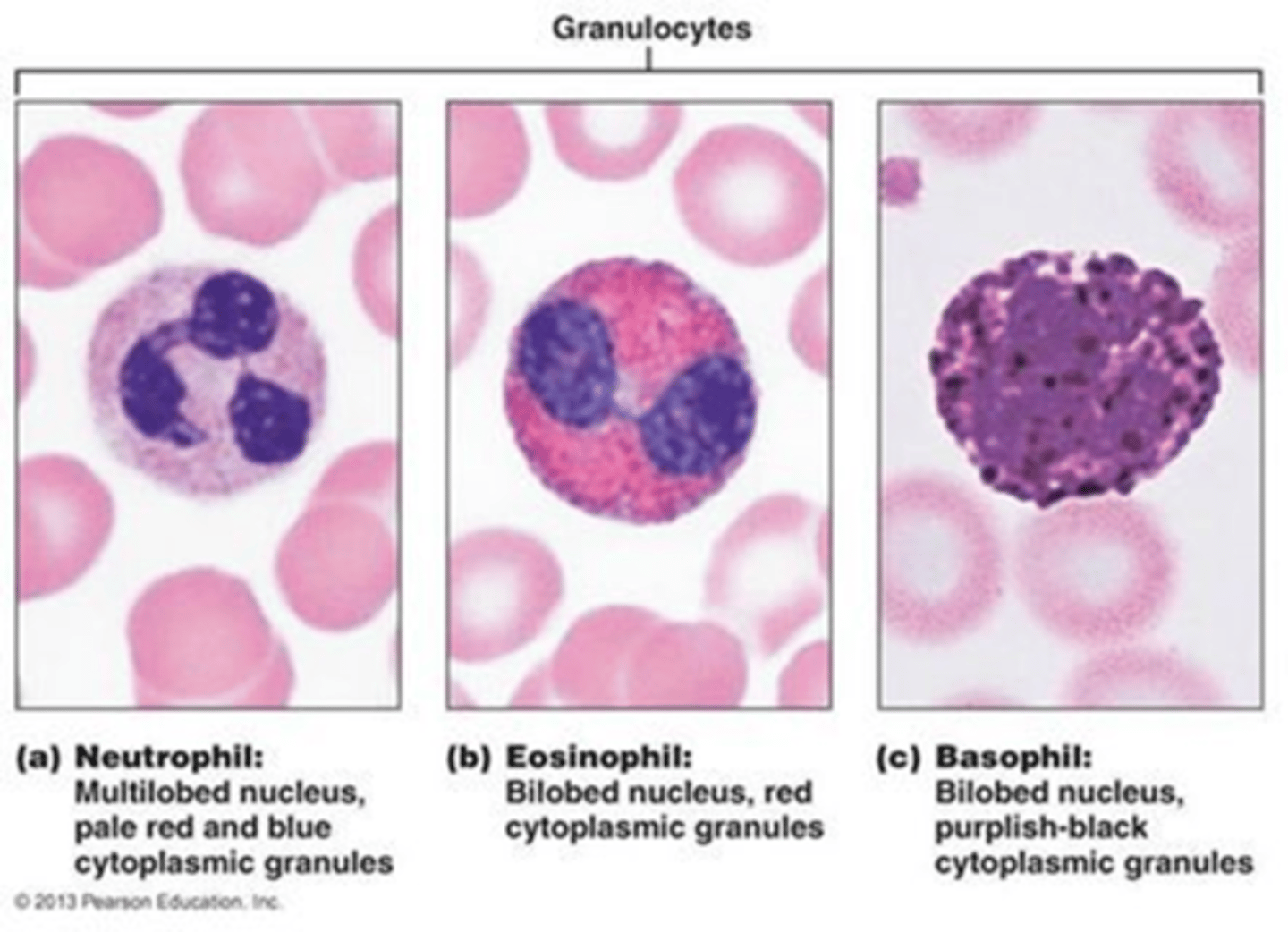 <p>neutrophils, eosinophils, basophils</p>