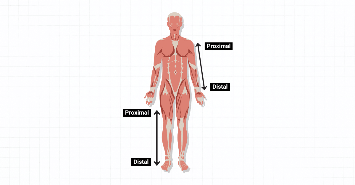 <p>Distal</p>
