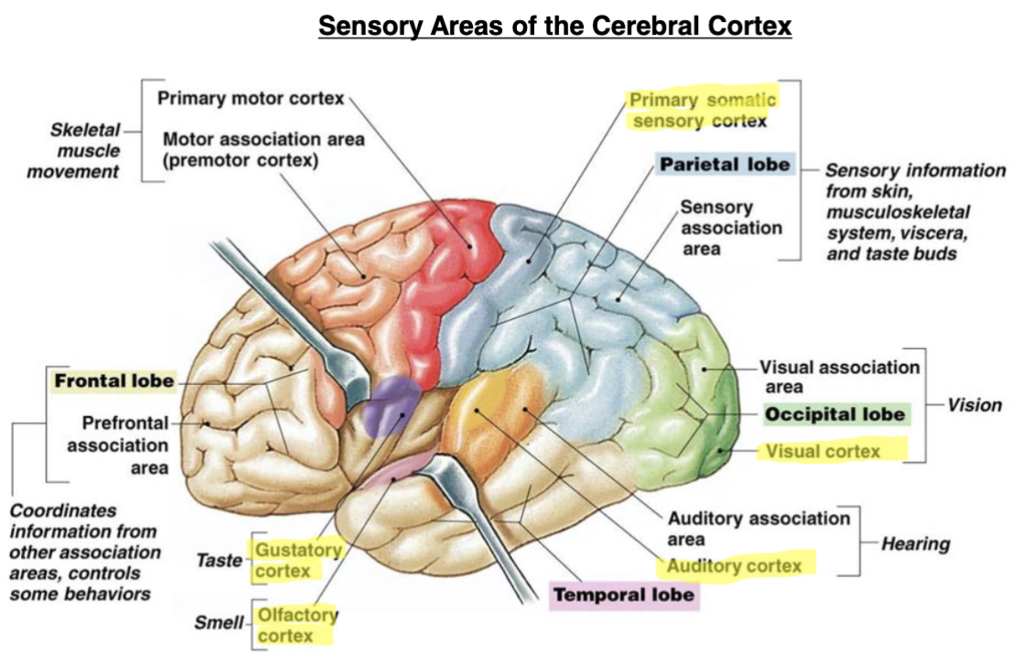 <p><strong>• Sensory areas: </strong>primary vs. secondary &amp; association<br>• primary areas: have most direct connections w/ peripheral sensory<br>receptors<br>• secondary &amp; association areas: receive input from primary areas &amp;<br>participate in interpretation of sensory info<br></p><p><strong>• Primary somatosensory:</strong> postcentral gyrus (parietal lobe)<br>• nerve impulses for touch, pain, temperature &amp; proprioception<br>• localize exact points of body where sensations originate<br></p><p><strong>• Primary visual:</strong> occipital lobe<br>• impulses from eye receptors sent to thalamus and then to visual cortex<br></p><p><strong>• Primary auditory: </strong>temporal lobe<br>• basic characteristics of sound (e.g. pitch &amp; rhythm)<br></p><p><strong>• Primary olfactory:</strong> temporal lobe<br>• interprets smell<br></p><p><strong>• Primary gustatory:</strong> parietal lobe<br>• interprets taste</p>