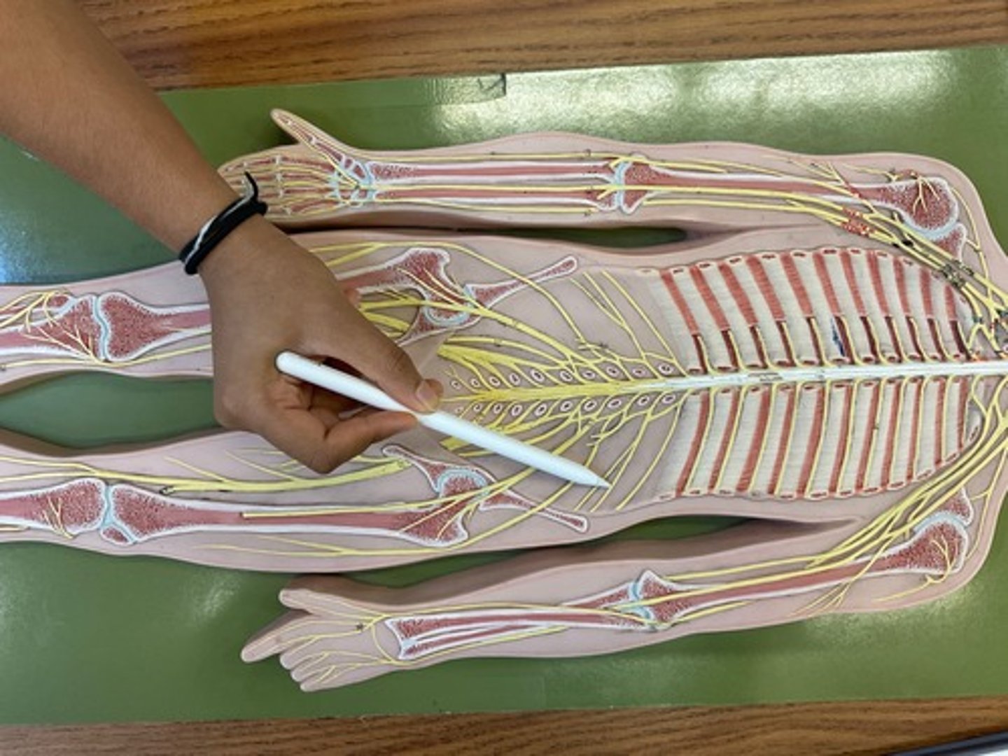 knowt flashcard image