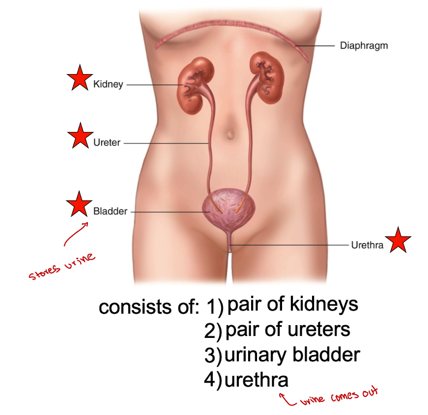 <p>stores urine until voided from body</p>