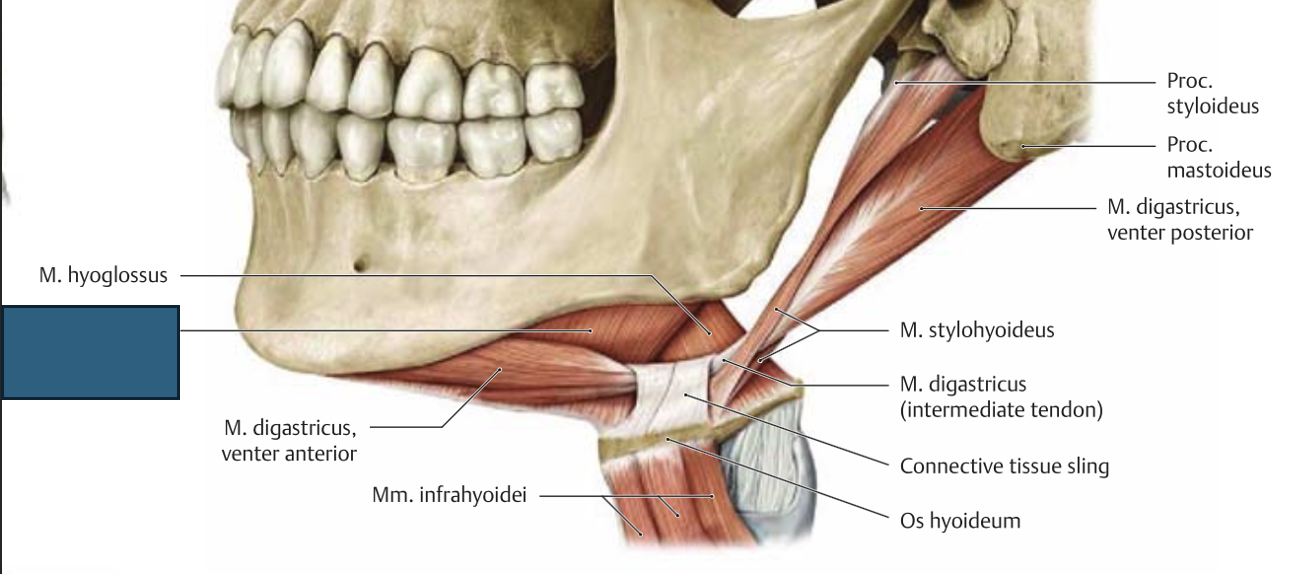 <p>m. mylohyoideus → f sama, mis geniohyoideus, aga nõrgem efekt</p>