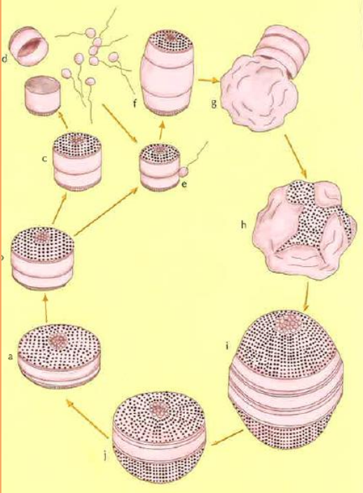 <p><span><span>La célula vegetativa se divide en dos, produciendo células productoras de gametos masculinos y otras de gametos femeninos haploides. Cuando se fecunda el gameto femenino, se desarrolla el cigoto diploide.</span></span></p>