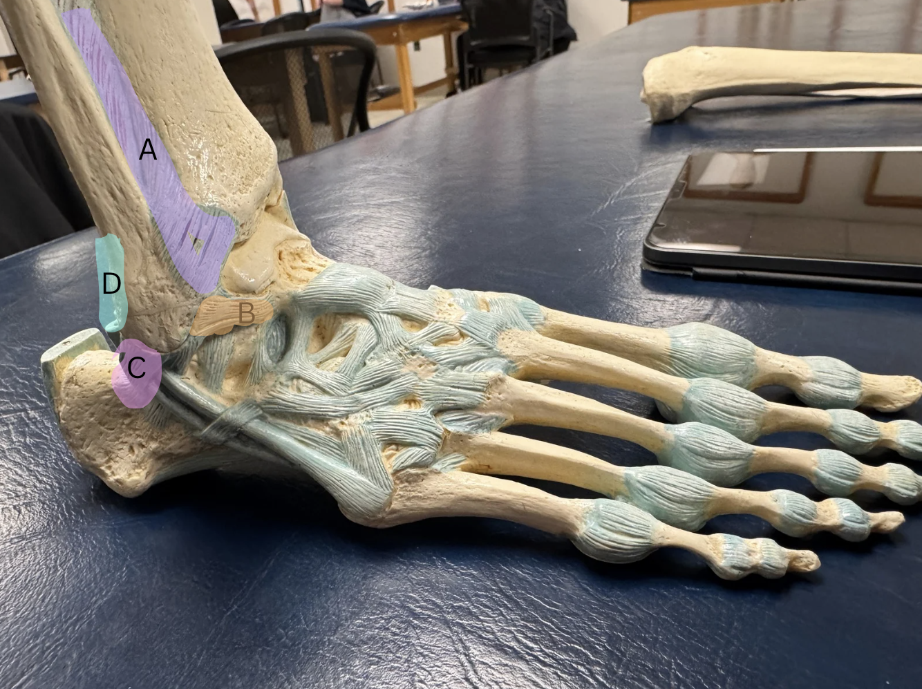 <p>Label the ligaments from A-D</p>