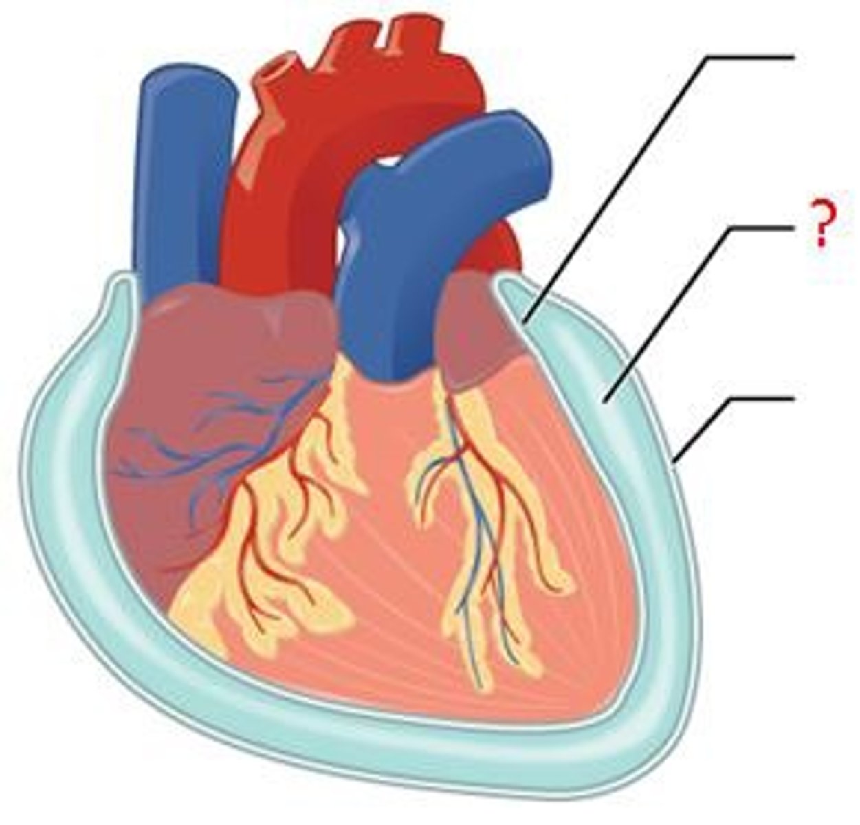 <p>watery fluid surrounding heart to reduce friction against pericardium</p>