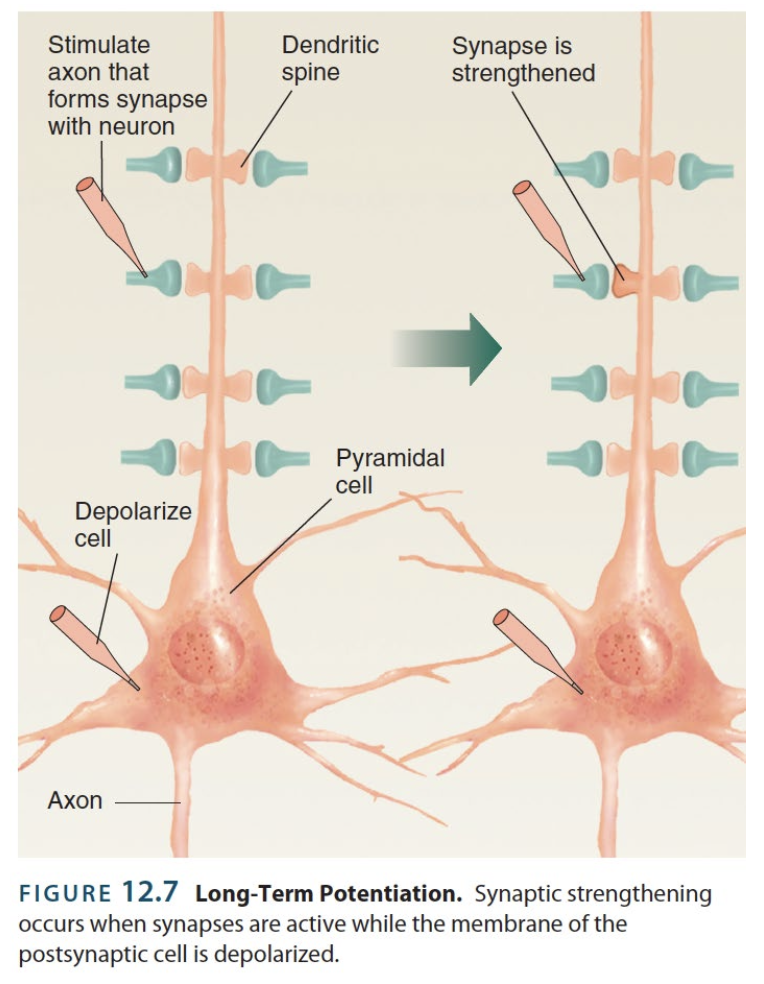 <p><strong>LTP</strong> → in regards to <strong>synaptic plasticity</strong>; an enduring ↑ in <strong>synaptic strength</strong> — improving</p><ul><li><p>Elicited by repeatedly stimulating a neuron’s inputs with high-frequencies</p><ul><li><p>Tetanic ex. 100 Hz, for 1 second, repeated 4 times</p></li><li><p>Passing threshold stimulation (summation of <strong>EPSP</strong>s/depolarizations<strong>) </strong>enables post-synaptic neurons to spike</p><p></p></li></ul></li><li><p>Initiated on post-synaptic side (w/ ↑ receptors)</p><ul><li><p><strong>Nitric oxide</strong> → retrograde signaling molecule that triggers complimentary changes on pre-synaptic side (↑ neurotransmitters released per spike)</p></li></ul></li></ul><p></p>