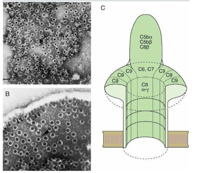 <p>membrane attack compound (MAC) = “nature’s hole-punch”</p>