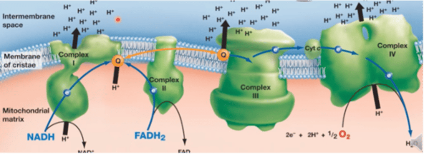 <p>III kompleksas. Šio komplekso šerdį sudaro 2 hemoproteinai - citochromai b ir c1 ir vienas Fe-S centrą turintis baltymas. Per III kompleksą į tarpmembraninę ertmę perpumpuojami ir keturi protonai.</p><p>Iš III komplekse esančio citochromo c1, po vieną elektroną yra perduodami citochromui c, kuris redukuojasi, virsta dvivalenčiu (jo geležis), migruoja tarpmembranine ertme prie ketvirto komplekso ir atiduoda jam elektroną.</p>