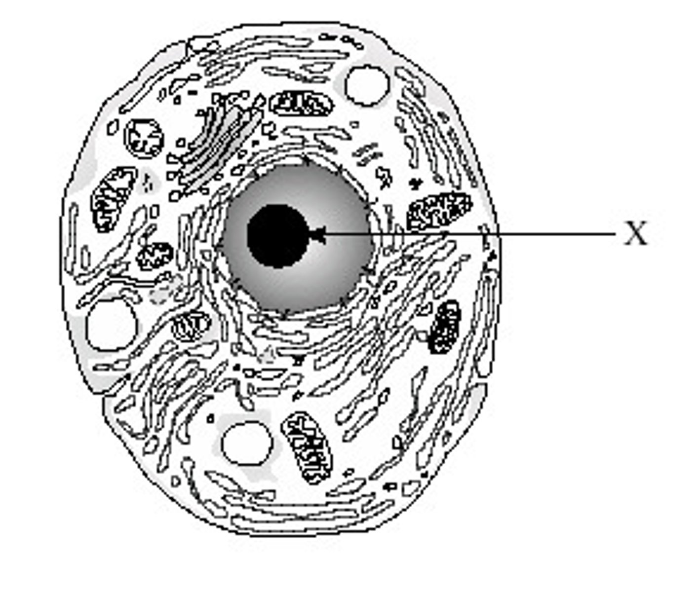 <p>Feature: Centre of nucleus</p><p>Made of proteins and RNA</p><p>Function: To produce rRNA to make ribosomes for protein synthesis</p>