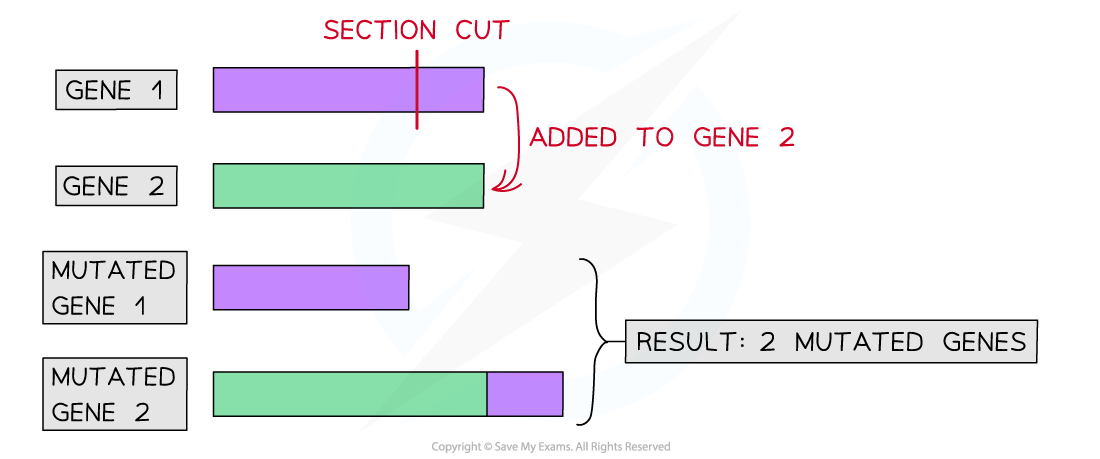 <p>Change in the DNA sequence or structure of a gene that may alter the protine produced</p>