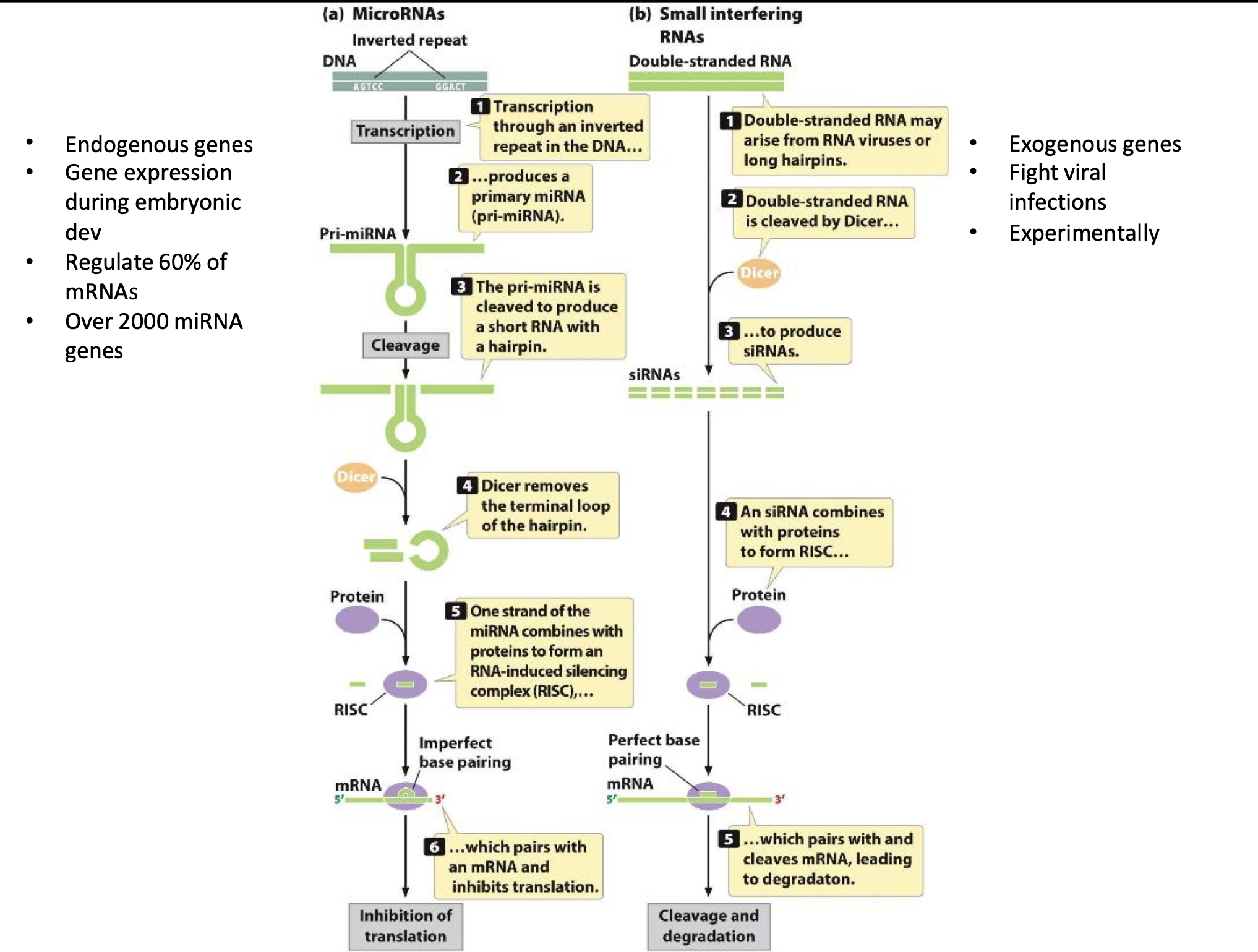 Compare and Contrast miRNAs and siRNAs