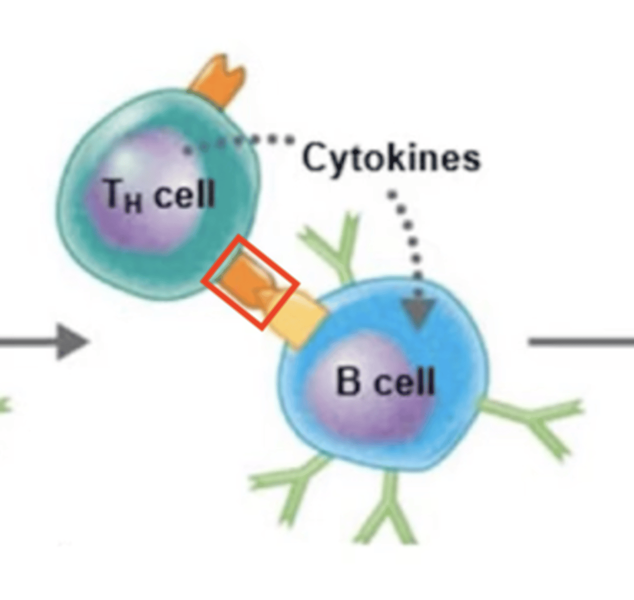 <p>B cell activation against T-dependent antigen</p><p>Fill in the blank:</p><p>1. BCR binds to extracellular antigen.</p><p>2. Extracellular antigen enters B cell via endocytosis.</p><p>3. Intracellular antigen is digested into antigen fragments = processed antigen.</p><p>4. MHC-II receptor binds to processed antigen = antigen-MHC-II complex.</p><p>5. Antigen-MHC-II complex moves to surface of B cell.</p><p>6. MHC-II complex displays processed antigen to Th2 cell.</p><p>7. </p><p>8. CD4 receptor on Th2 binds to MHC-II receptor.</p><p>9. Th2 releases cytokines.</p><p>10. Cytokines activate B cell.</p><p>11. B cell proliferates and differentiates into either plasma cells or memory B cells.</p>