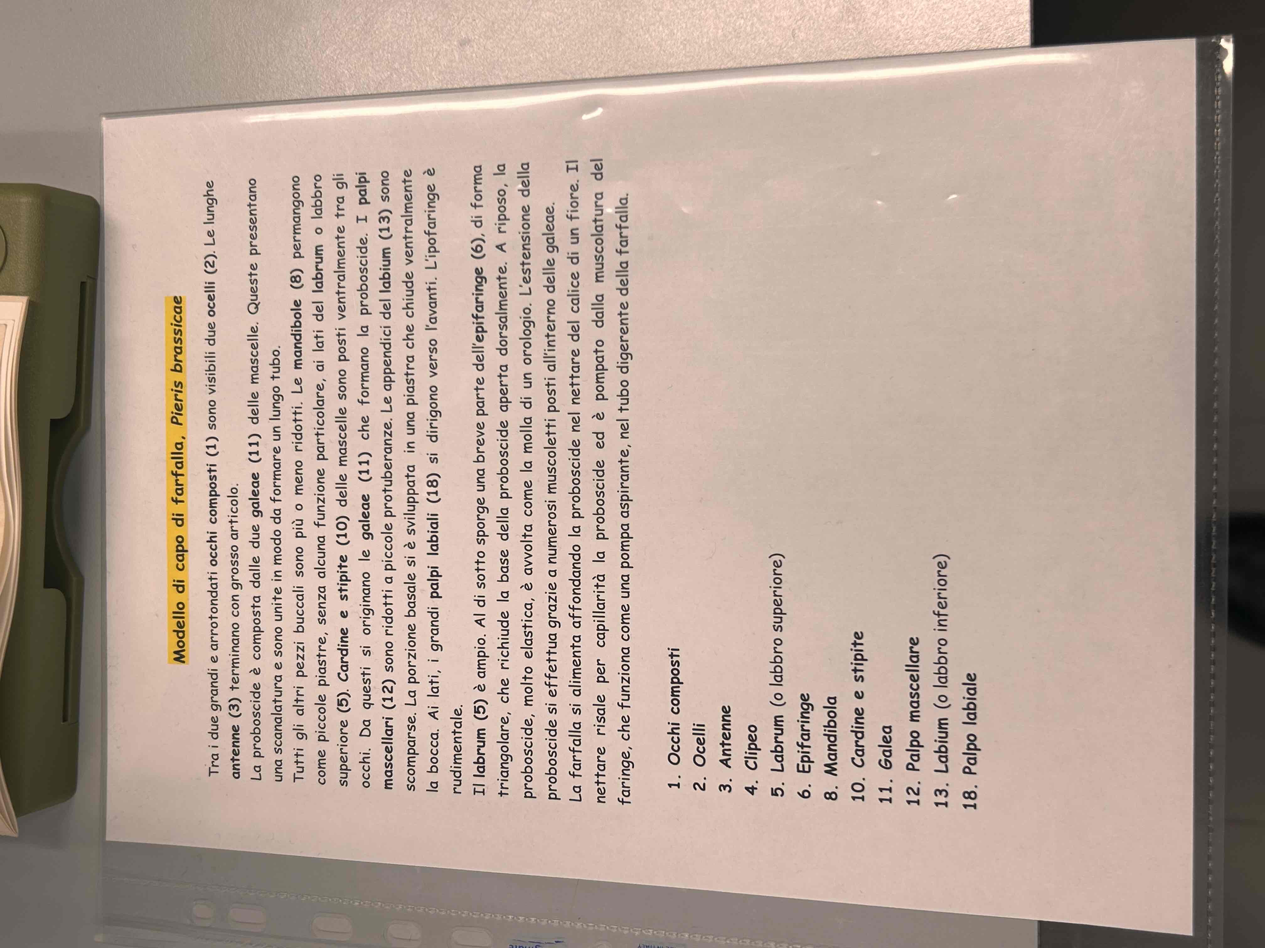 <p>[modello di farfalla]</p>