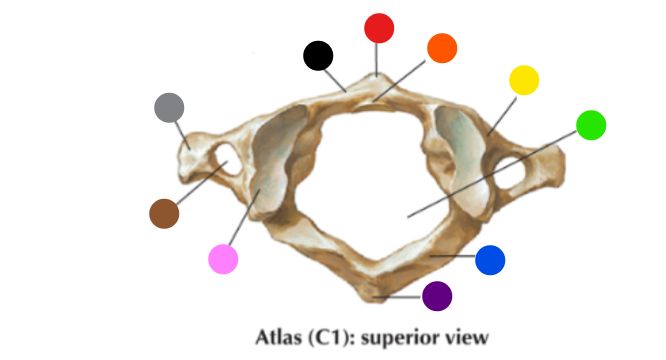 <p>What is the structure labeled at the purple dot? </p>