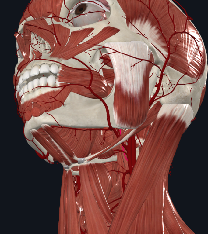 <p>What is highlighted in pink</p>