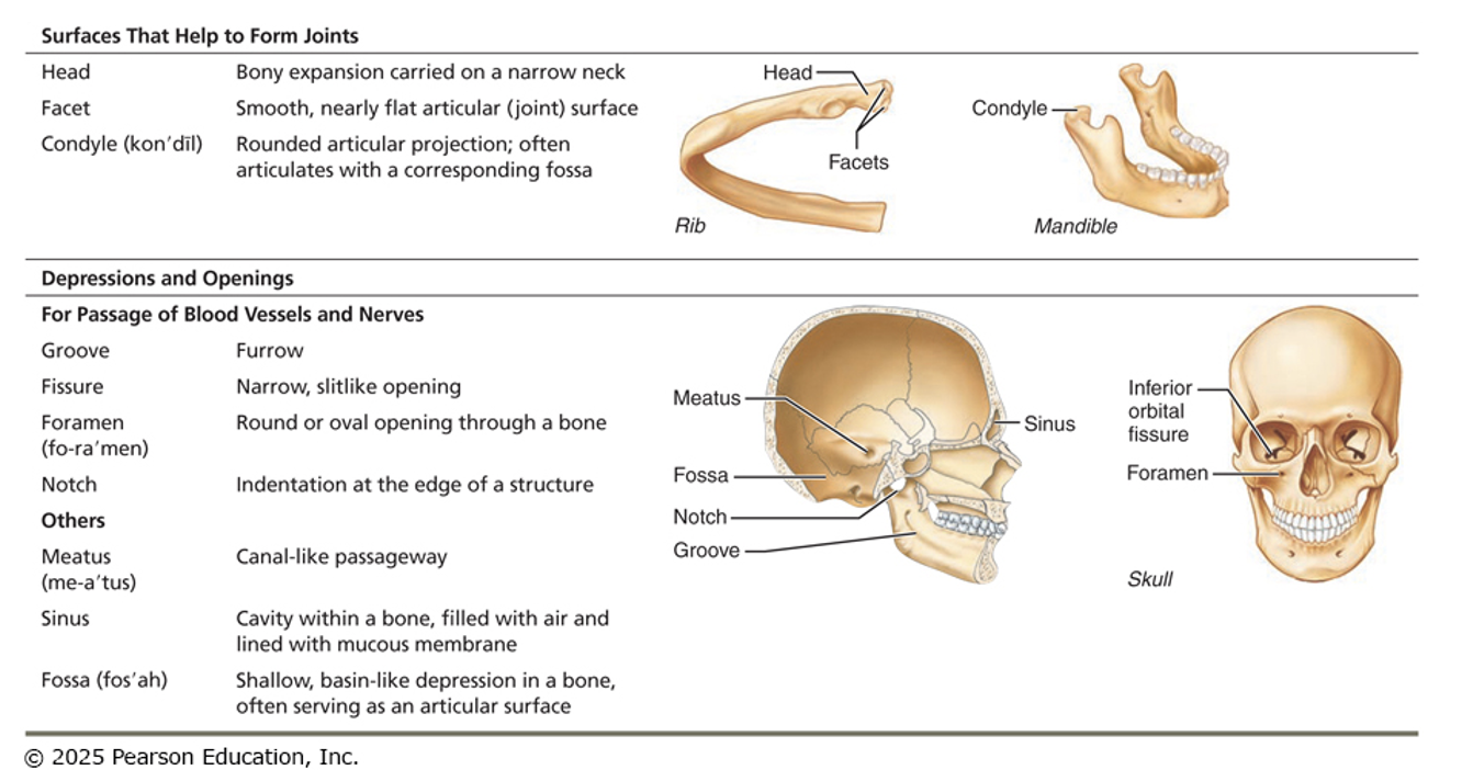 <p>Bone markings </p>
