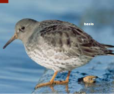 <p><span><span>Calidris maritima </span></span></p>