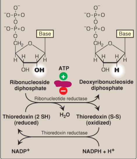 <p>Label this deoxyribonucleotide conversion.</p>