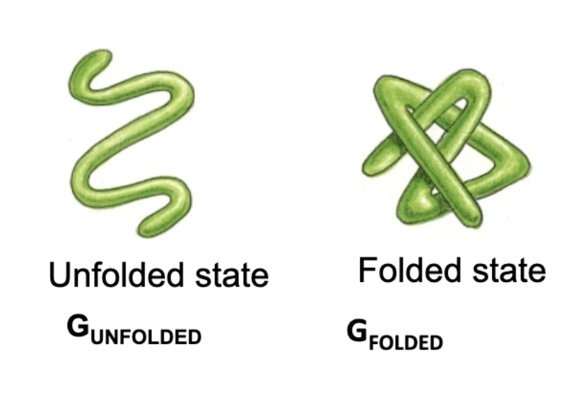 <p>They will attempt to assume the lowest possible energy state! Protein stability is determined by the free energy change between folded and unfolded states!</p>