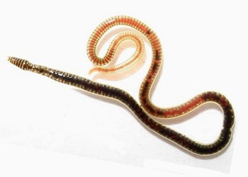 <p>Kmeň: Annelida (obrúčkavce)<br>Trieda: Clitellata (opaskovce)<br>Podtrieda: Oligochaeta (máloštetinavce)</p>