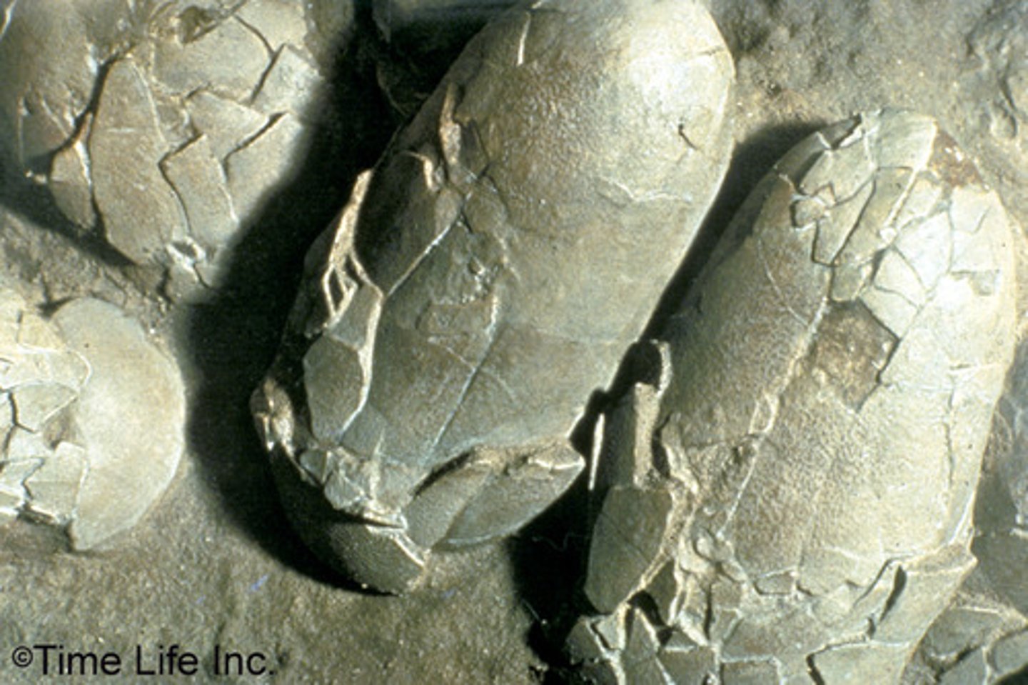 <p>False, they did lay eggs</p>