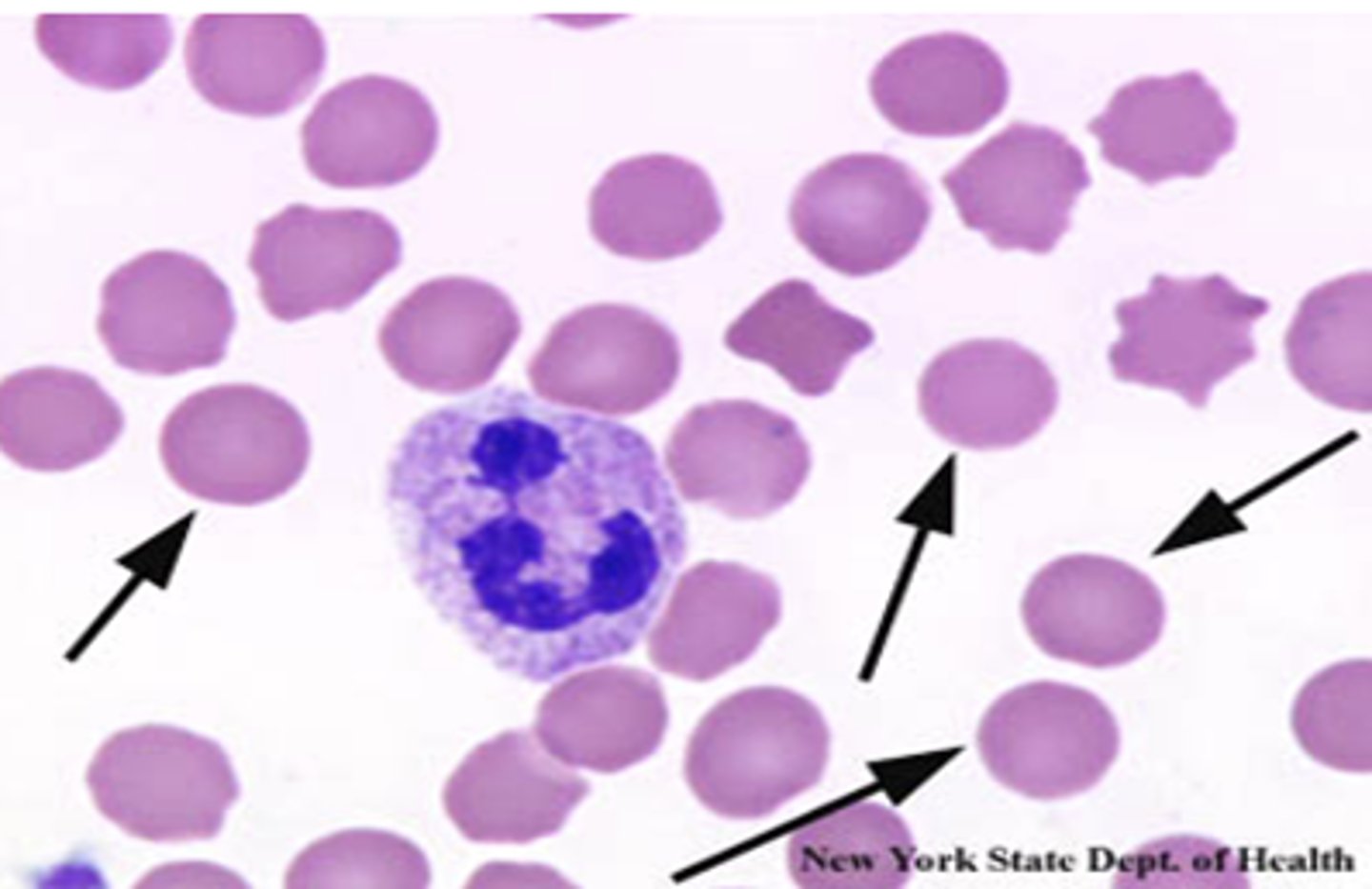 knowt flashcard image