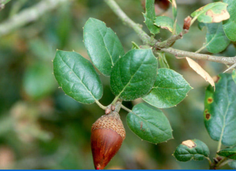 <p><em>Quercus agrifolia - </em>Coast live oak</p>