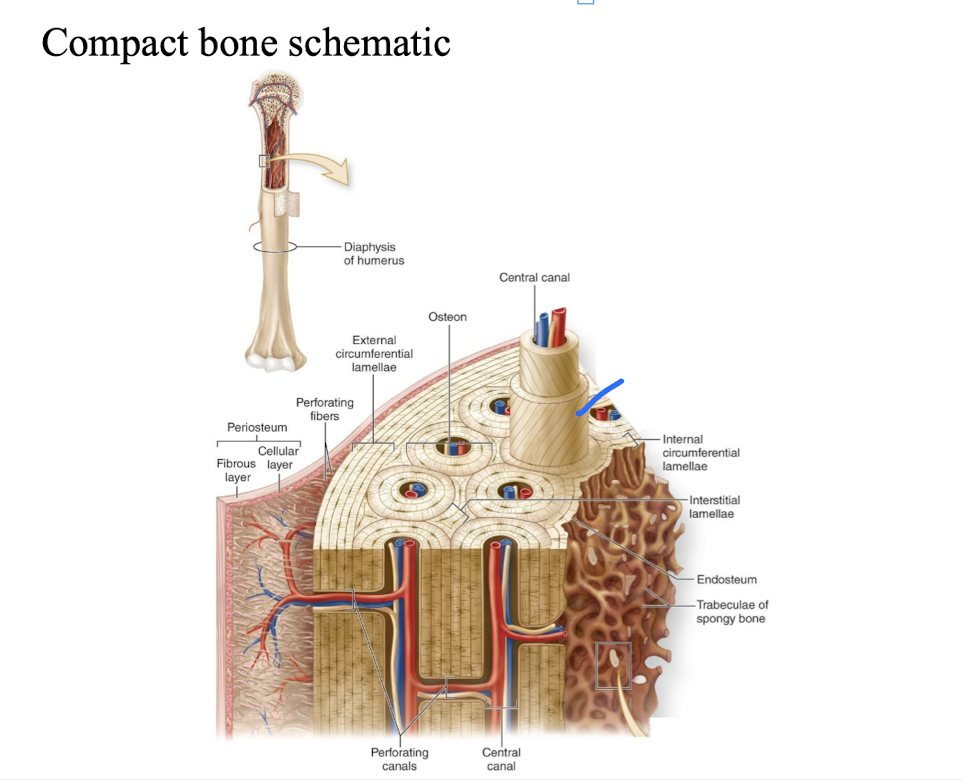 <p><span style="font-family: &quot;Book Antiqua&quot;, serif;">very dense, contains thorough system of canals and passageways.</span></p><p><span style="font-family: &quot;Book Antiqua&quot;, serif;">-osteon (Haversian System) - structural unit of compact bone.</span></p>