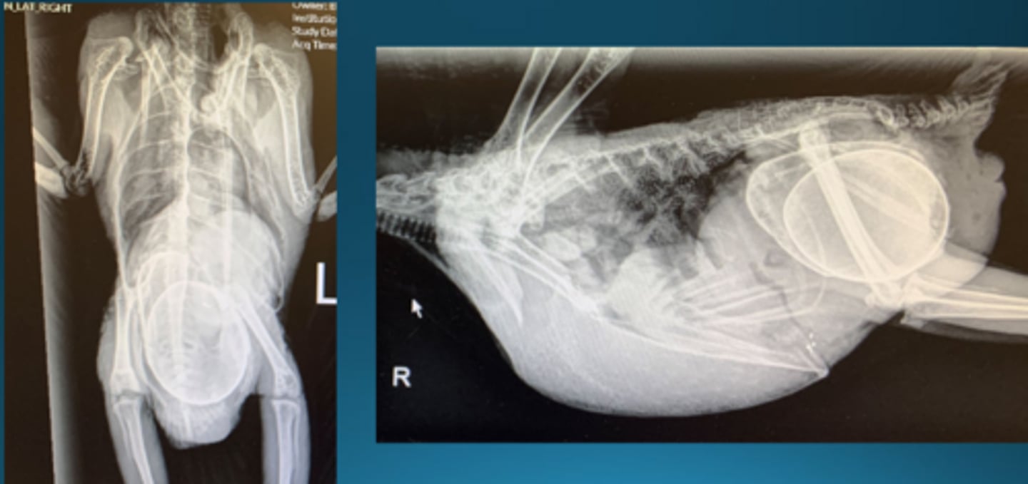 <p>Describe some things you see in this bird</p>