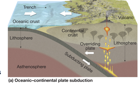 <p><strong>convergent oceanic-continental</strong></p>