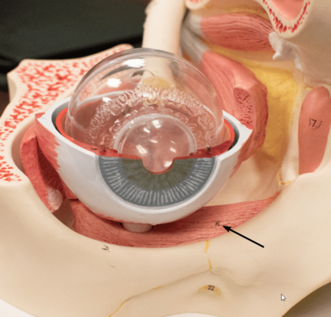 <p>muscle in the eye that originates on the floor of the orbit and inserts on back of the eyeball; helps move the eye by extorsion (outward rotation), elevation (upward movement), and abduction (lateral movement away from nose)</p>