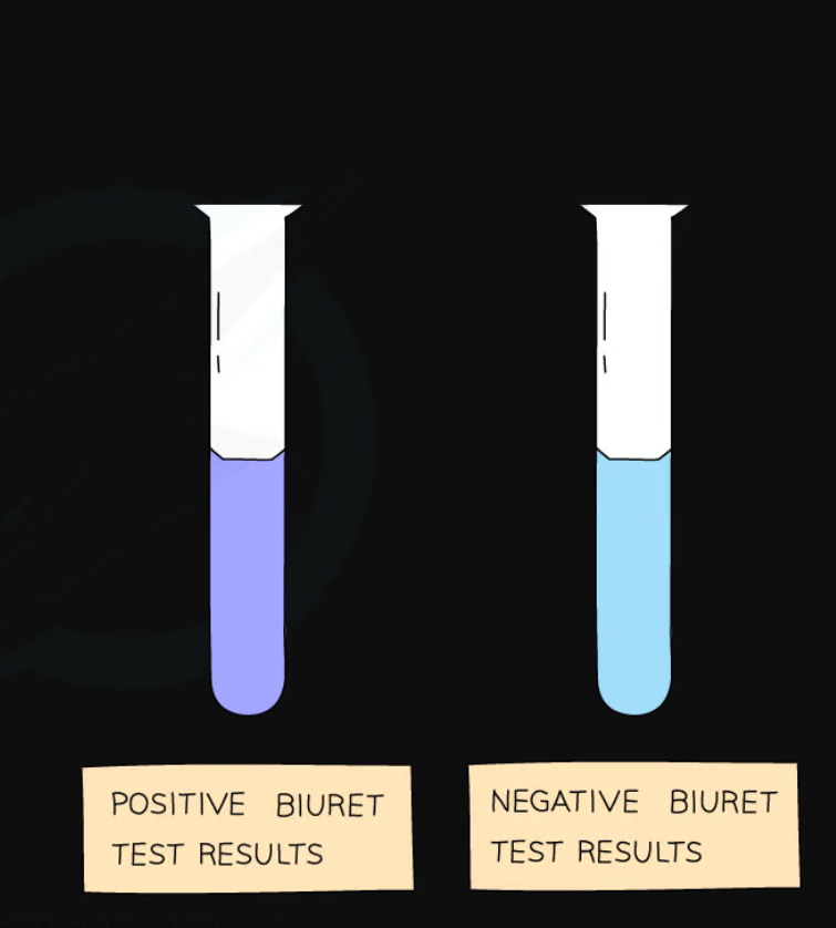 <p>What is the test for identifying proteins? How is it completed?</p>