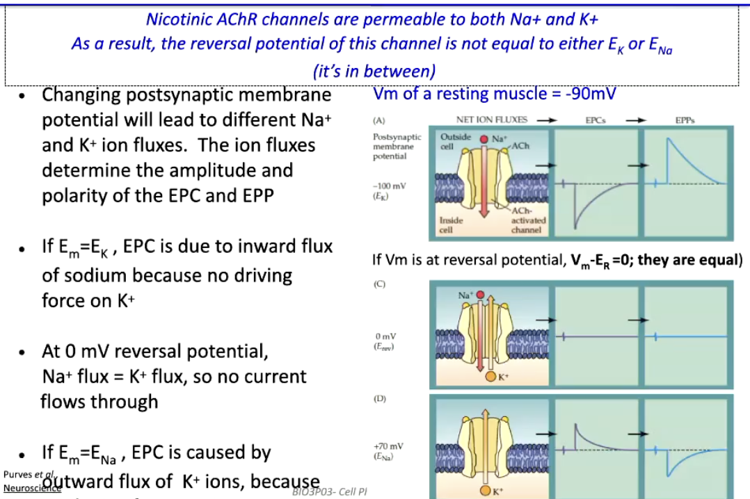 <p><strong>nAChR channels</strong> are permeable to <strong>both Na⁺ and K⁺</strong></p><ul><li><p><strong>Reversal potential (ER)</strong> is <strong>between ENa and EK</strong>, not equal to either</p></li><li><p><strong>Changing membrane potential (Em)</strong> alters Na⁺ & K⁺ flux → affects <strong>amplitude & polarity</strong> of EPC/EPP</p><ul><li><p><strong>Em = EK</strong> → K⁺ has no driving force → EPC is <strong>inward Na⁺ current</strong></p></li><li><p><strong>Em = 0 mV (ER)</strong> → Na⁺ flux = K⁺ flux → <strong>no net current</strong></p></li><li><p><strong>Em = ENa</strong> → Na⁺ has no driving force → EPC is <strong>outward K⁺ current</strong></p></li></ul></li><li><p>Resting muscle potential: <strong>Vm ≈ -90 mV</strong> → inward Na⁺ dominates EPC</p></li></ul><p></p>