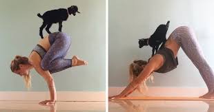 <p>goat</p>