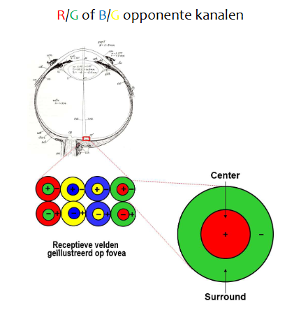 <p><strong>kleurperceptie: </strong>kleurdiscriminatie → schematische weergave van receptieve velden in fovea (overlap niet getekend voor duidelijkheid)</p>