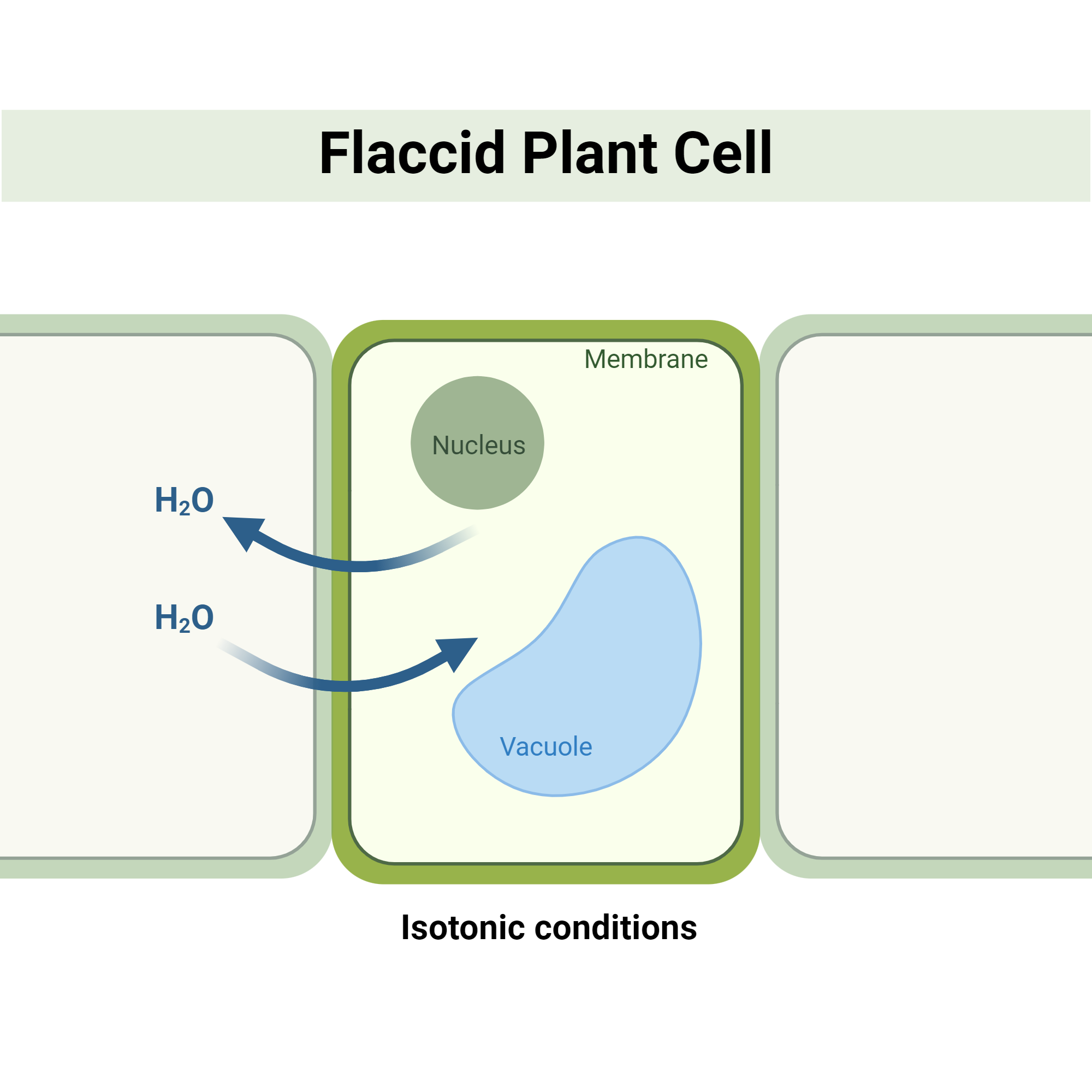 <p>a plant cell that is in a isotonic solution, causing the <span>water to move in and out of the cell at equal rates. This results in a lack of net water movement and the loss of </span>turgor pressure<span> against the cell wall, making the cell limp.</span></p>