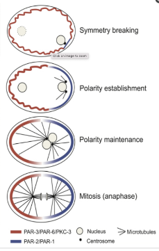 <ul><li><p>anterior: Par3, Par6, aPKC and Cdc42</p></li><li><p>posterior: Par1, Par2. LGL and MTOC</p></li></ul><p></p>