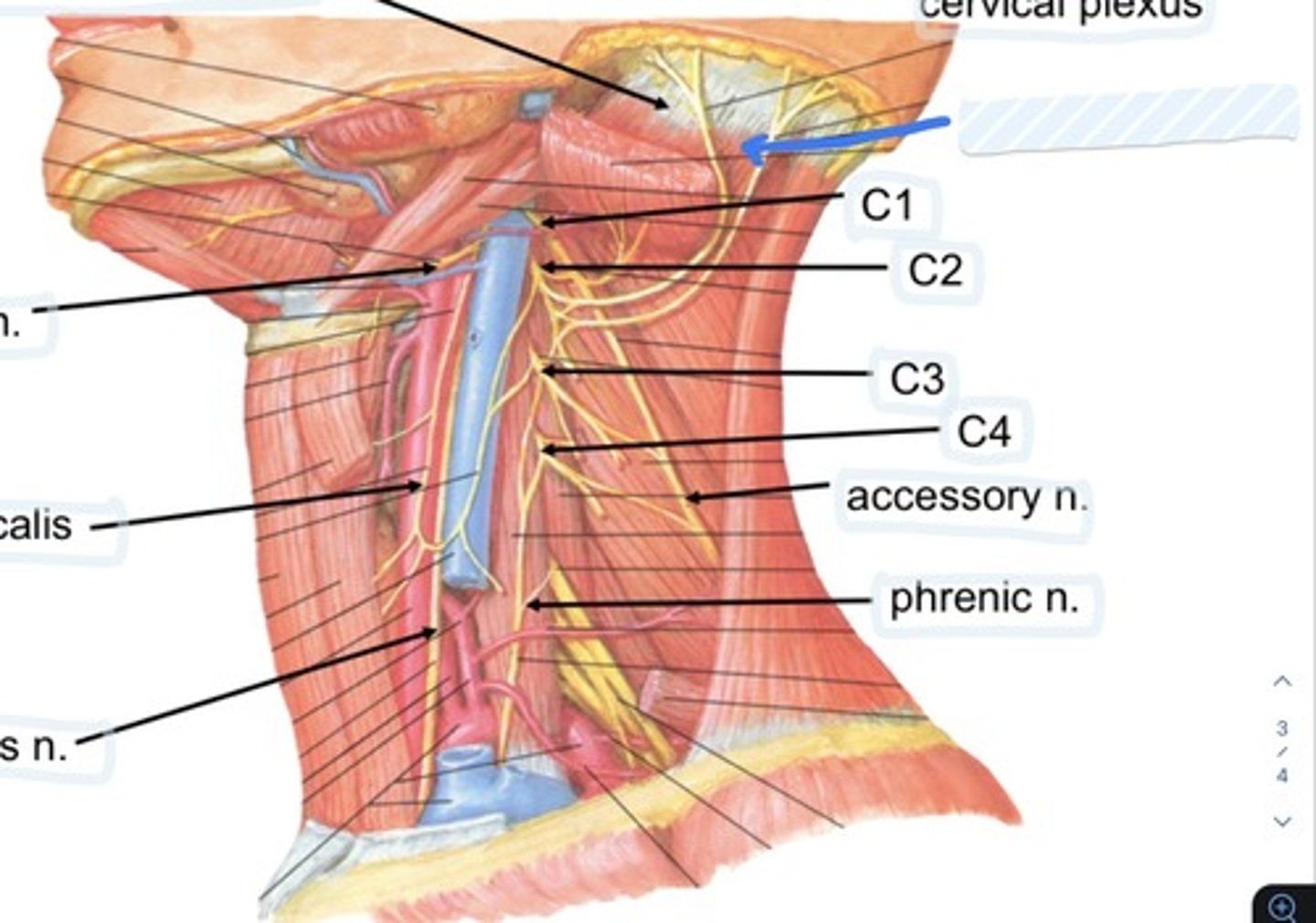 knowt flashcard image