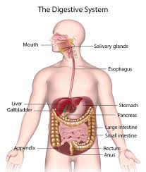 <p>digestive system</p>