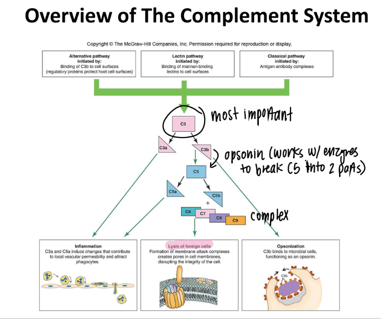 <p>it’s an MAC (membrane attack complex) that creates PORES in pathogen cell mem’s → lysis </p>