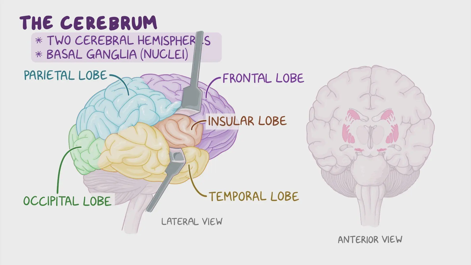 <p>the surface of the brain that is associated with our highest mental capabilities</p>