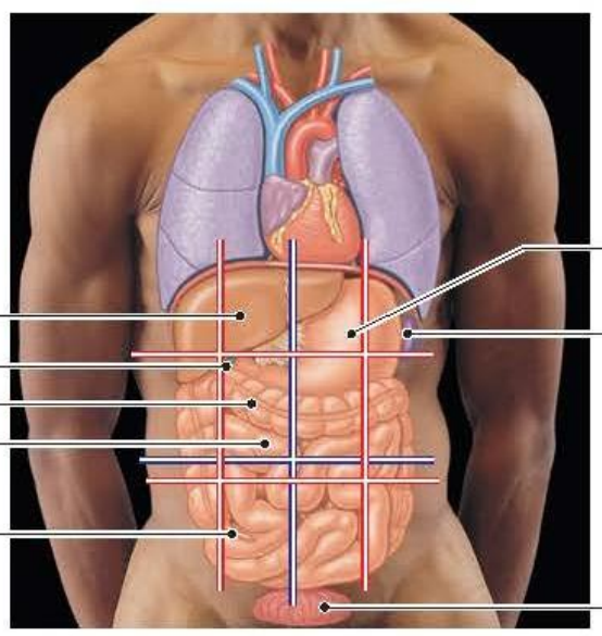 <p>Name different organs </p>