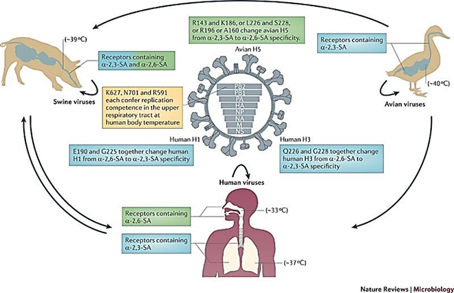 <p><strong>Antigenic shift</strong>, leading to a <strong>change in host tropism</strong> (which species it can infect) and <strong>disease severity</strong>.</p>